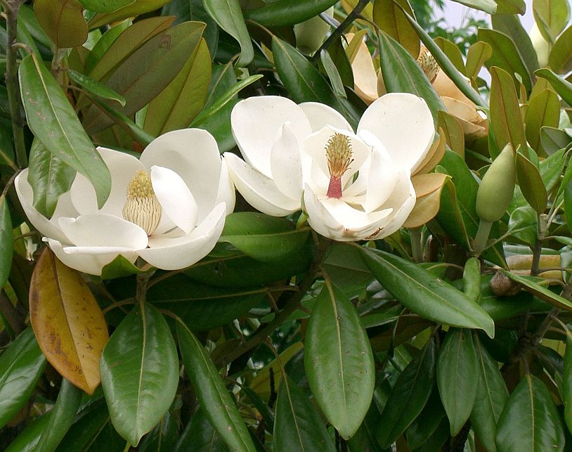 Magnolia grandiflora.jpg