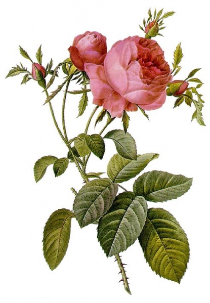 Datei:Rosa centifolia foliacea.jpg