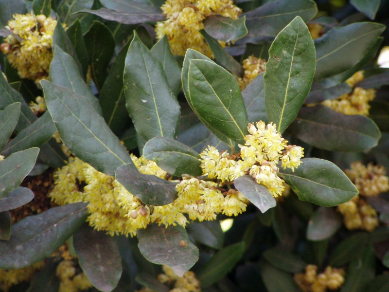 Datei:Laurus nobilis flowers.jpg