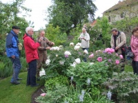 Pfingstrosenblüte.JPG
