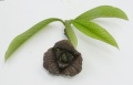 Asimina triloba.jpg