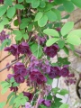 Akebia quinata flower.JPG