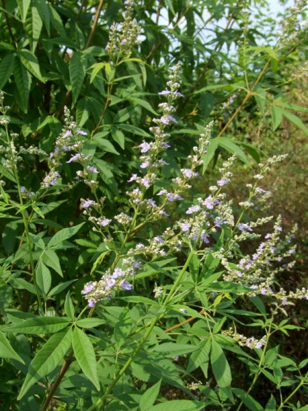 Datei:Vitex agnus castus.jpg