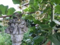 Kiwiblüte.JPG