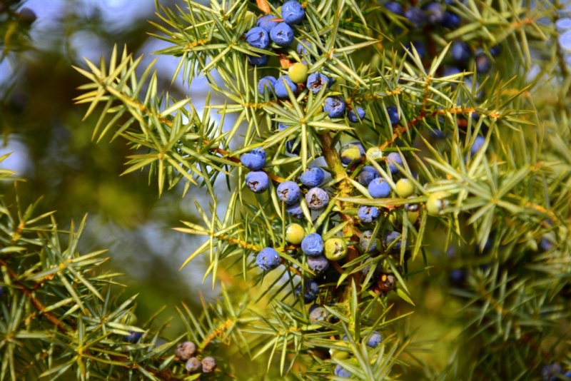 Datei:Juniperus.jpg