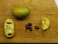Asimina fruit.JPG