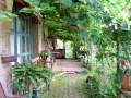 Actinidia deliciosa.jpg